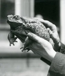 Eine Riesenrohrkröte wird in den Händen ihres Pflegers gehalten, Londoner Zoo, August 1923
